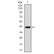 Western blot analysis using E2F1 antibody against human E2F1 recombinant protein. (Expected MW is 42.7 kDa).