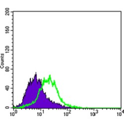 Keratin 15 (KRT15) Antibody