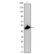 Western blot analysis using KRT15 antibody against A431 cell lysate.