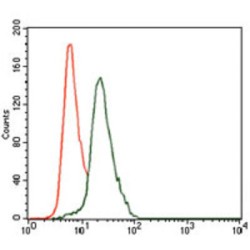 Keratin 13 (KRT13) Antibody