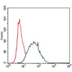 Keratin, Type II Cytoskeletal 5 (KRT5) Antibody