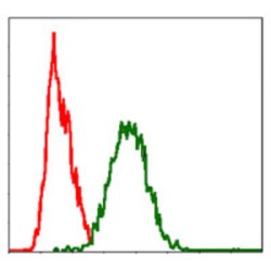 TNF Receptor Superfamily Member 6 / CD95 / TNFRSF6 (FAS) Antibody