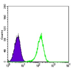 Nuclear Receptor Subfamily 3, Group C, Member 1 (Glucocorticoid Receptor) (NR3C1) Antibody