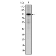 Western blot analysis using NR3C1 antibody against HeLa cell lysate.