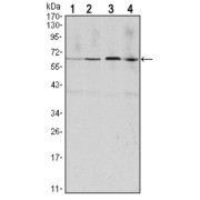 Western blot analysis using CCNB1 antibody against Hela (1), Jurkat (2), K562 (3) and PC-12 (4) cell lysate.