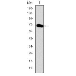 GATA Binding Protein 5 (GATA5) Antibody