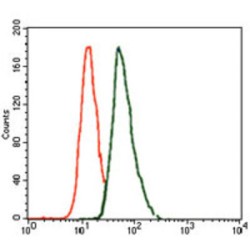 T-Box Transcription Factor T (TBXT) Antibody