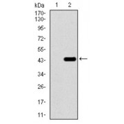 Western blot analysis using T antibody against human T recombinant protein. (Expected MW is 40.3 kDa).