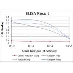 Heat Shock Protein 27 (HSP27) Antibody