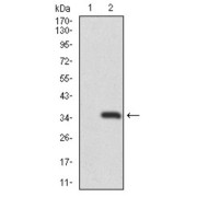 Western blot analysis using RAG1 antibody against human RAG1 recombinant protein. (Expected MW is 31.6 kDa).