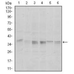 Serine/threonine-Protein Phosphatase PP1-Alpha Catalytic Subunit (PPP1CA) Antibody