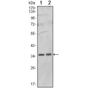 Western blot analysis using PPP1A antibody against Hela (1) and NIH/3T3 (2) cell lysate.