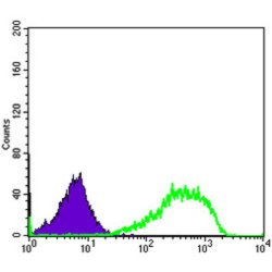 X-Ray Repair Cross Complementing 5 (XRCC5) Antibody