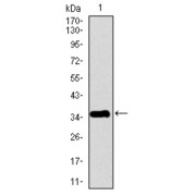 Western blot analysis using PPY antibody against human PPY recombinant protein. (Expected MW is 35.9 kDa).
