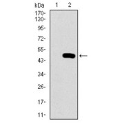 Western blot analysis using PSAP antibody against human PSAP recombinant protein. (Expected MW is 47.8 kDa).