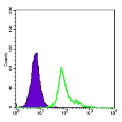 Endoglin / CD105 (ENG) Antibody