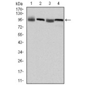 Western blot analysis using EEF2 antibody against HepG2 (1), Hela (2), HEK293 (3) and A431 (4) cell lysate.