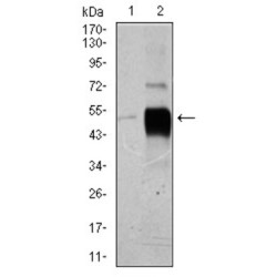 POU Class 3 Homeobox 2 (POU3F2) Antibody