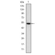 Western blot analysis using PODXL antibody against human PODXL (AA: 109-324) recombinant protein. (Expected MW is 47.3 kDa).