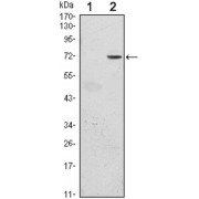 Western blot analysis using GFI1 antibody against HEK293 (1) and GFI1 (AA: 2-250) -hIgGFc transfected HEK293 (2) cell lysate.