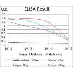 Kelch Like ECH Associated Protein 1 (KEAP1) Antibody