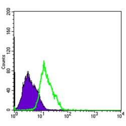 RNA-Binding Protein Musashi Homolog 1 (MSI1) Antibody