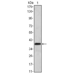 RNA-Binding Protein Musashi Homolog 1 (MSI1) Antibody