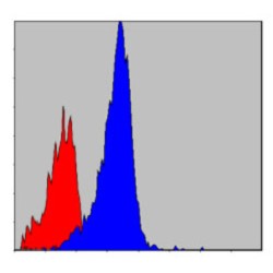 Crk-Like Protein (CRKL) Antibody