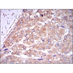 Caspase 8 (CASP8) Antibody