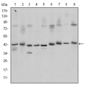 Western blot analysis using CREB1 antibody against K562 (1), Jurkat (2), L1210 (3), HEK293 (4), A431 (5), Hela (6), Cos7 (7), PC-12 (8), and NIH/3T3 (9) cell lysate.