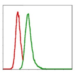 Glucose-6-Phosphate Dehydrogenase (G6PD) Antibody