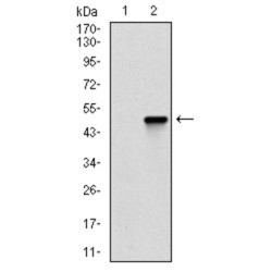 Coactosin-Like Protein (COTL1) Antibody