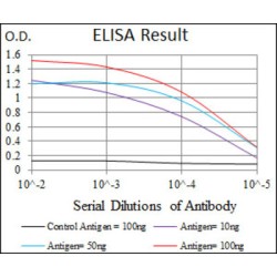 Gamma-Enolase (ENO2) Antibody