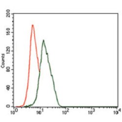 Gamma-Enolase (ENO2) Antibody