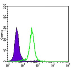 Cadherin-1 / E-Cadherin (CDH1) Antibody