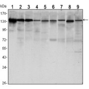 Western blot analysis using CDH1 antibody against LNCAP (1), A431 (2), DU145 (3), PC-3 (4), MCF-7 (5), PC-12 (6), NIH/3T3 (7), C6 (8) and COS7 (9) cell lysate.