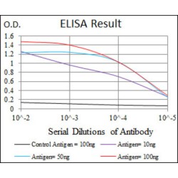 Delta-Like Protein 4 (DLL4) Antibody