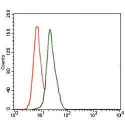 Delta-Like Protein 4 (DLL4) Antibody