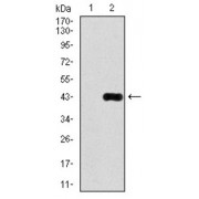 Western blot analysis using DLL4 antibody against human DLL4 (AA: 313-439) recombinant protein. (Expected MW is 39.2 kDa).