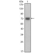 Western blot analysis using ZBTB16 antibody against Hela (1) cell lysate.