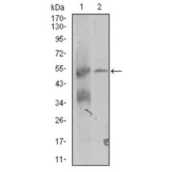 Thyroid Receptor-Interacting Protein 6 (TRIP6) Antibody