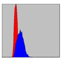 Transcription Factor Jun (c-Jun) Antibody