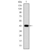 Western blot analysis using c-Jun antibody against human c-Jun (AA: 199-331) recombinant protein.