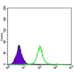 Apolipoprotein B (ApoB) Antibody