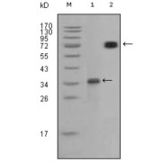 Western blot analysis using RET antibody against truncated RET recombinant protein (1) and RET (aa658-1063) -hIgGFc transfected CHO-K1 cell lysate (2).