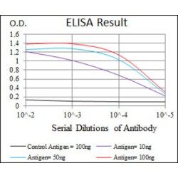 Cytochrome P450 3A4 (CYP3A4) Antibody