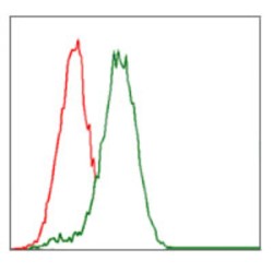 Cytochrome P450 3A4 (CYP3A4) Antibody