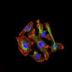 Cytochrome P450 3A4 (CYP3A4) Antibody