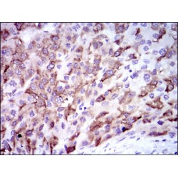 Cytochrome P450 3A4 (CYP3A4) Antibody