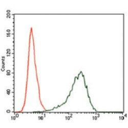 Sex-Determining Region Y Protein (SRY) Antibody